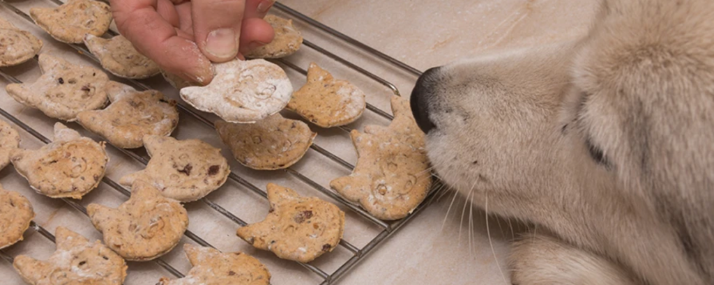 Making Your Own Dog Treats To Spoil Your Puppy