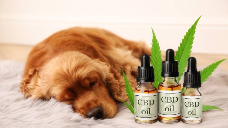 can cbd make dogs sleepy