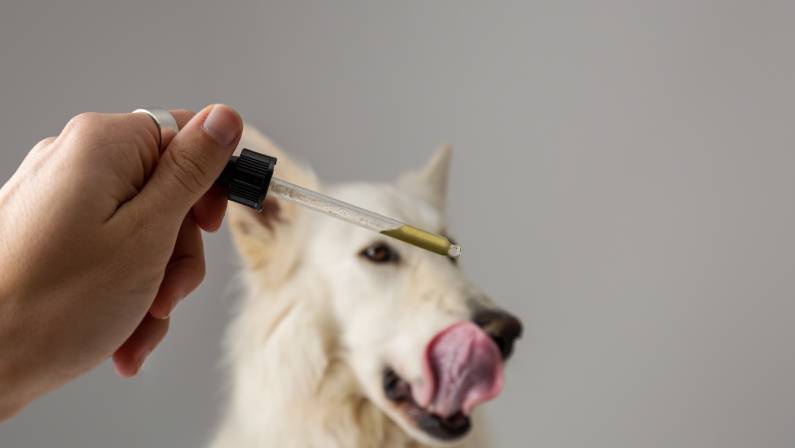 cbd oil dogs side effects