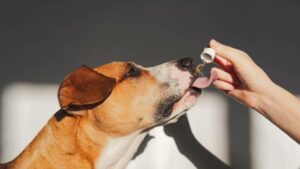 how long does cbd last in a dog