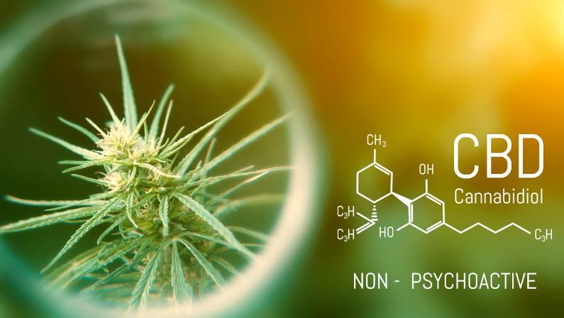 Medical Cannabis and Cannabidiol CBD Oil Chemical Formula.