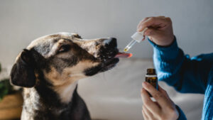 cbd oil for dog seizures