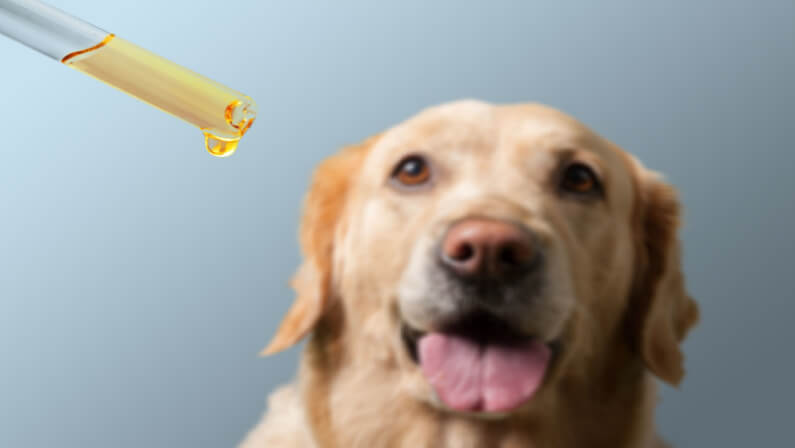 dog taking cbd oil