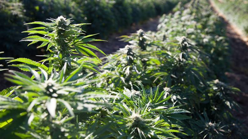 CBD Cannabis Hemp Field in Oregon USA