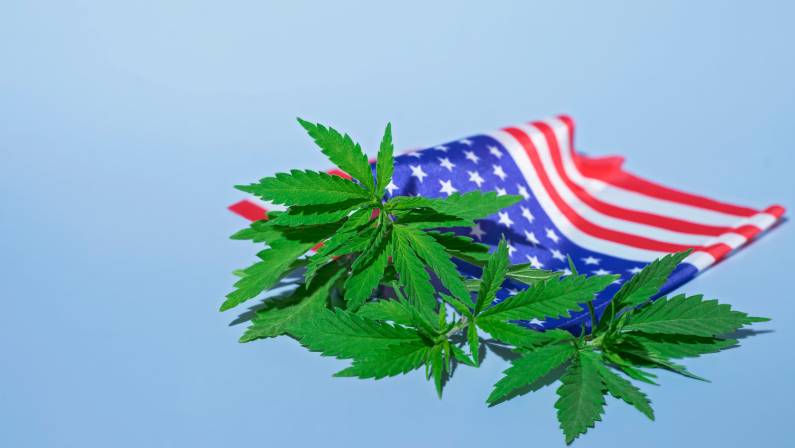 marijuana legalization concept