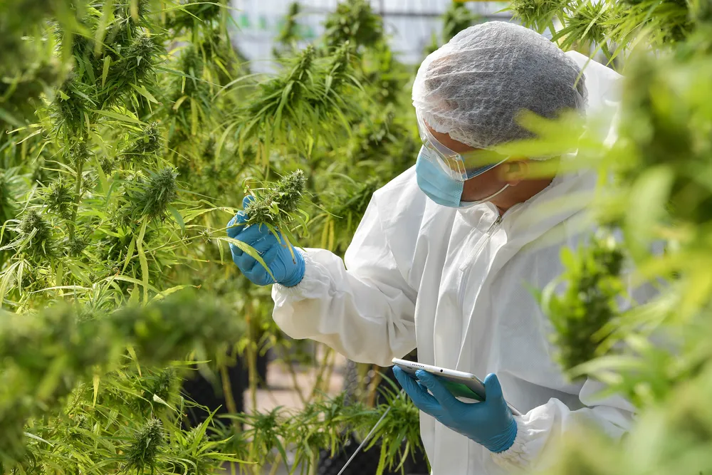 Cannabis being harvested on a marijuana farm.