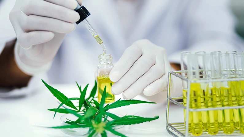 scientist in laboratory testing cbd oil extracted from a marijuana plant. Healthcare pharmacy from medical cannabis.