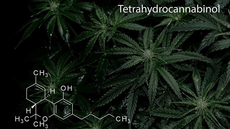 Tetrahydrocannabinol THC formula on black background with cannabis plant. Layout of fresh wet marijuana leaves, top view.