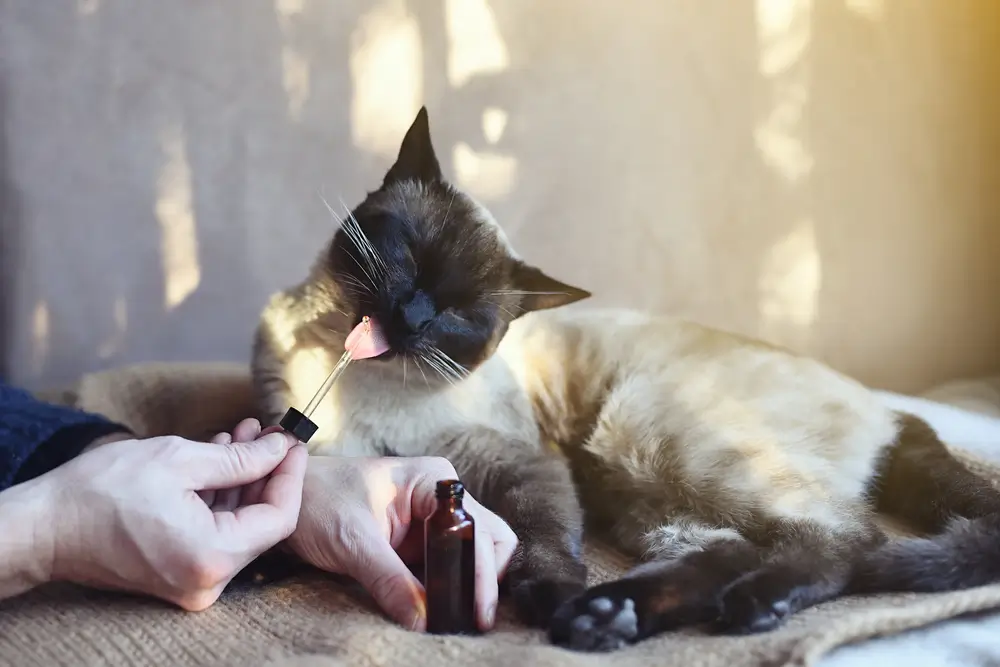 Man giving CBD oil to his feline pet at home as treatment 