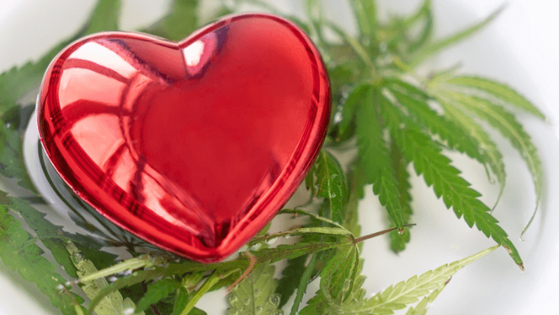 Heart and cannabis leaves on white background. Use of CBD Cannabinoid for heart health and cardiovascular system treatment. love for light drugs concept