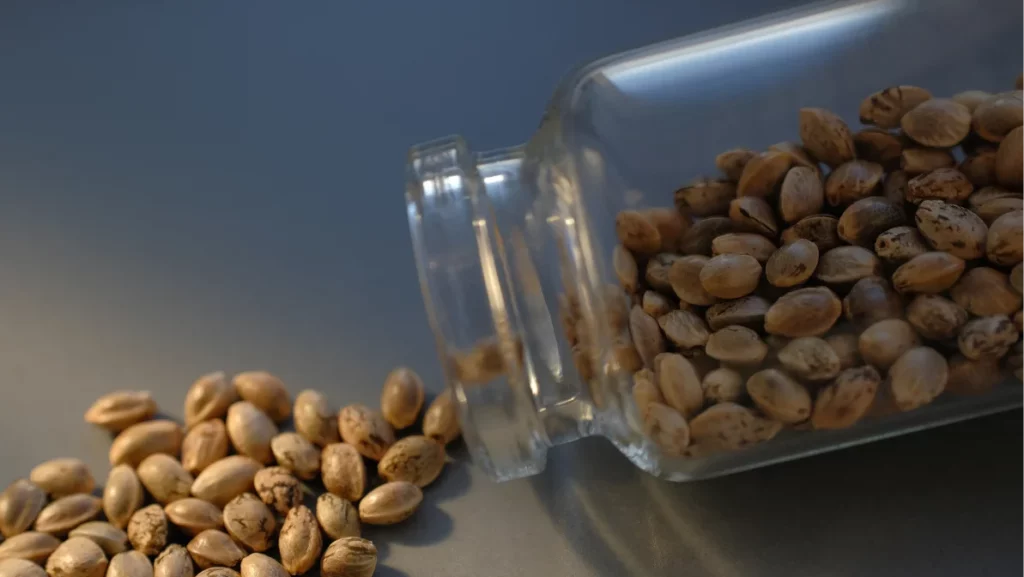 Cannabis seeds close-up. Marijuana seeds with storage jar on blue background