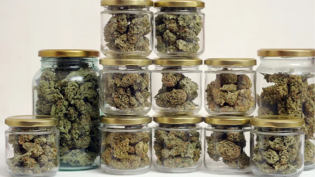 Cannabis drying and curing. Marijuana buds in glass jars. Eco container. Hemp growing concept.